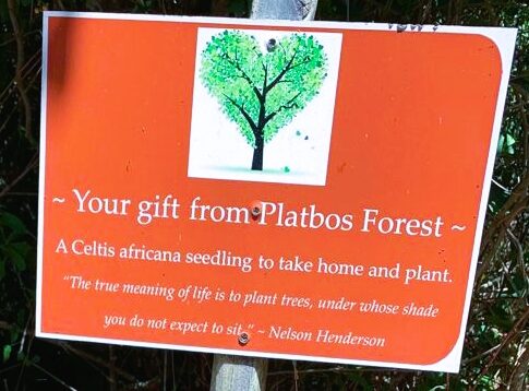 Platbos gift tree