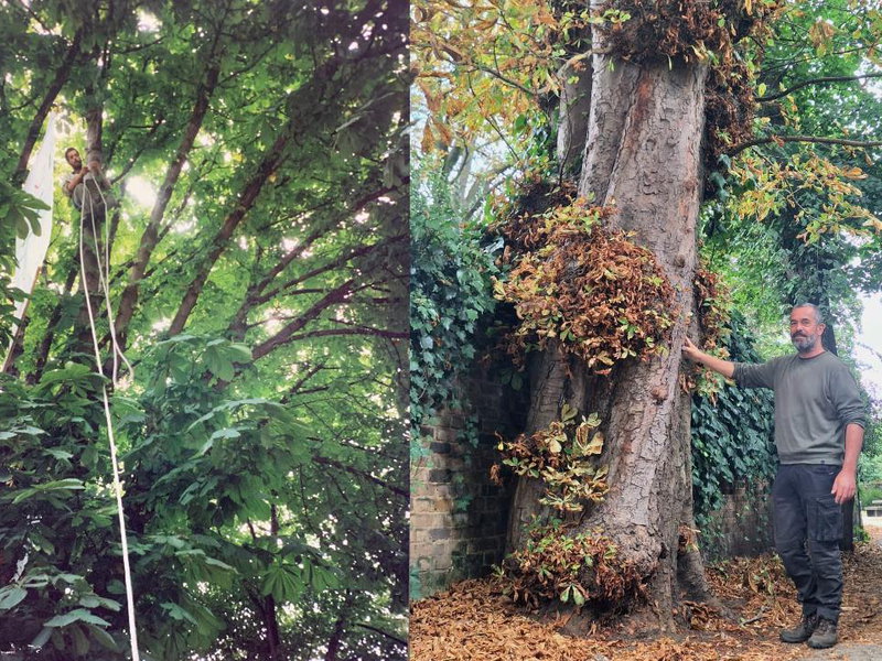 Francois Krige and Chestnut Tree