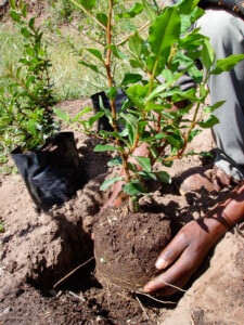 Planting a white pear