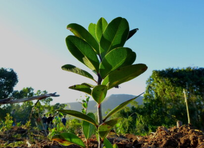 Platbos Milkwood sampling planting