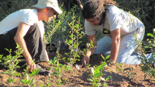 reforestation planting trees