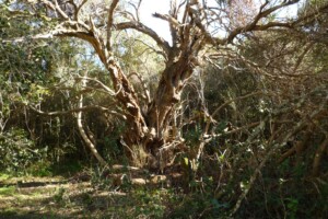 Ancient Wild Olive at the Olive Cabin