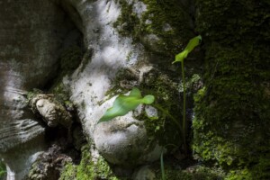 Arum lily growing out of White Stinkwood by Mattstow Photography