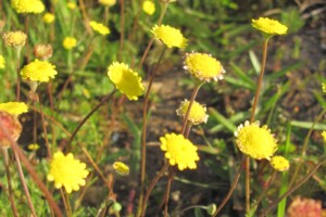 Asteraceae spp