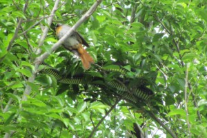 Cape robin chases off a Boomslang by Melissa Saayman