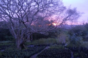 Dawn, Platbos Nursery