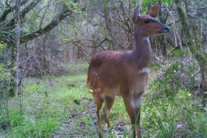 Female Bush Buck