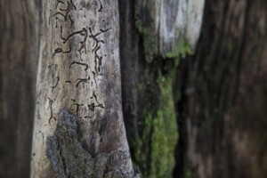 Forest Bark by Jon Meinking