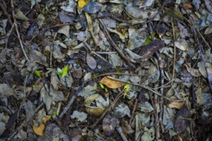 Forest Floor by Mattstow Photography