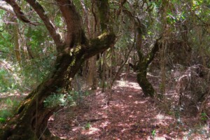 Forest Path by Beachcomber Guide