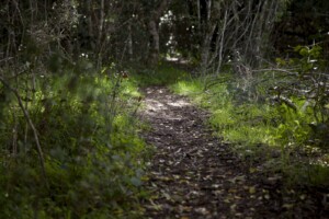 Forest Trail by Jon Meinking