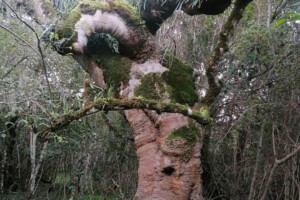 Gnarled White Stinkwood by Belinda Blignaut