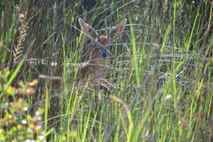 Grysbok
