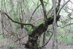 Milkwood by Melissa (Krige) Saayman