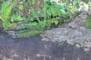 Oxalis pes-caprea (geel suuring) on white stinkwood trunk