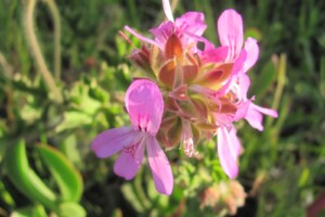 Pelargonium capitatum (rose geranium)