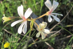 Pelaronium longifolium (Bearded pelargonium)