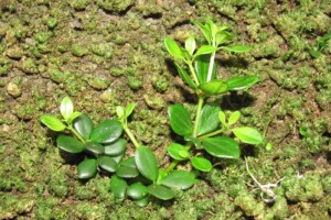 Pepperomia spp