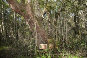Photo of Tree Identification Board - by Jon Meinking