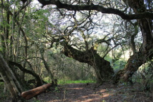 Platbos forest Milkwood