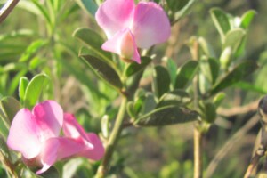 Podalyria calyptrata (sweetpea bush)