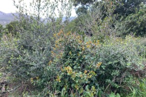 Reforestation Site