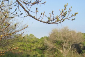 Spring buds, White Stinkwood