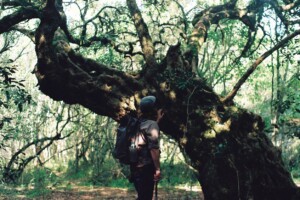 The Old Milkwood by Melissa Van Rooyen