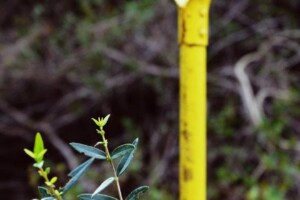 Tree Planting, Wild Olive