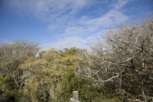 View from Canopy Platform by Jon Meinking