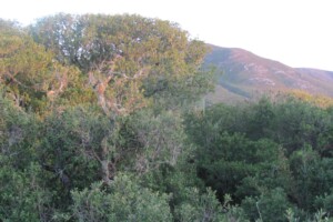 View from Canopy Platform