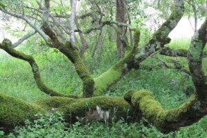White Stinkwood by Melissa (Krige) Saayman