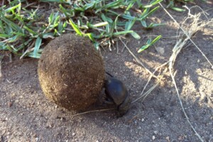 Dung beetle