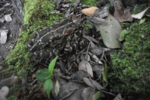 Leopard toad