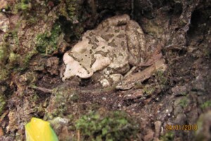 Raucous toad Platbos