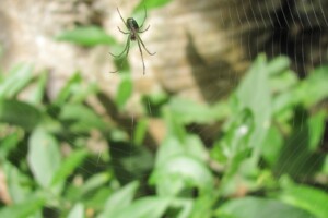 Spider