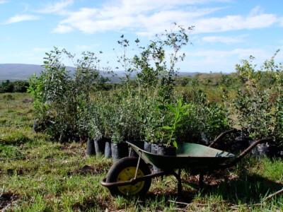 Reforestation trees ready for planting