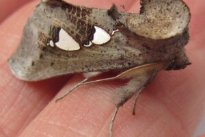 Unidentified Forest Moth