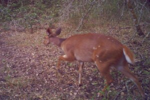 Young female bushbuck