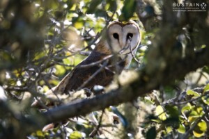 Barn Owl, Platbos by Michael Wright
