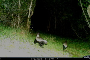 Honey Badgers, Platbos