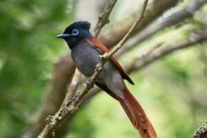 Male Paradise flycatcher by Dolf Bredenkamp Platbos-