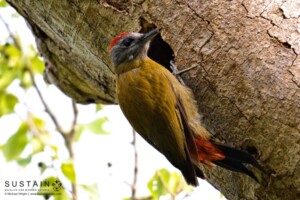 Olive Wood Pecker, Michael Wright