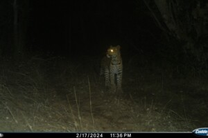 leopardess